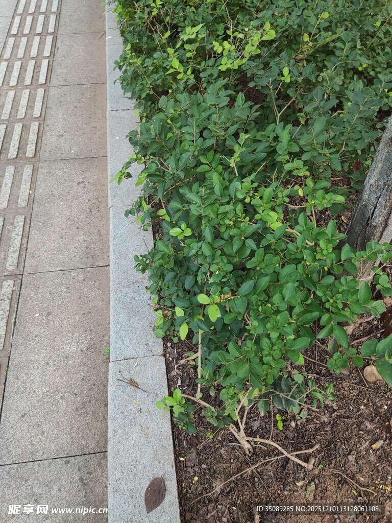 路边绿植与步道景观