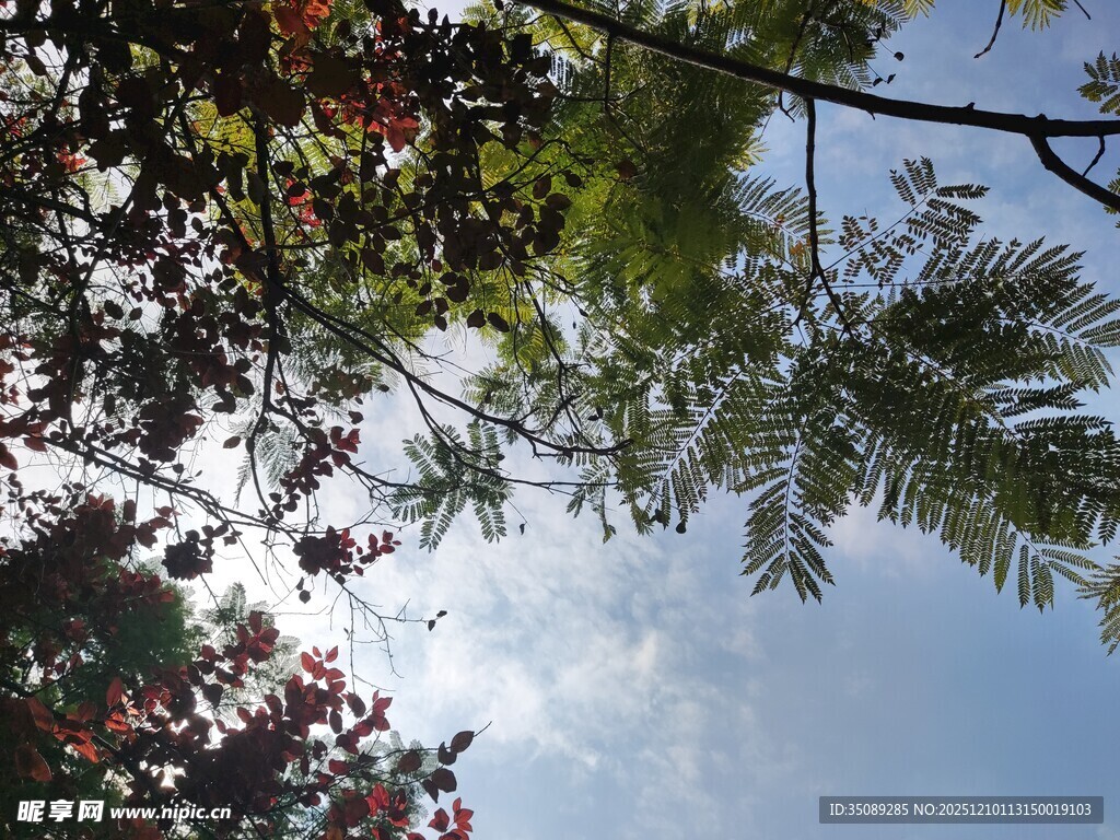 仰视枝叶间的蓝天美景