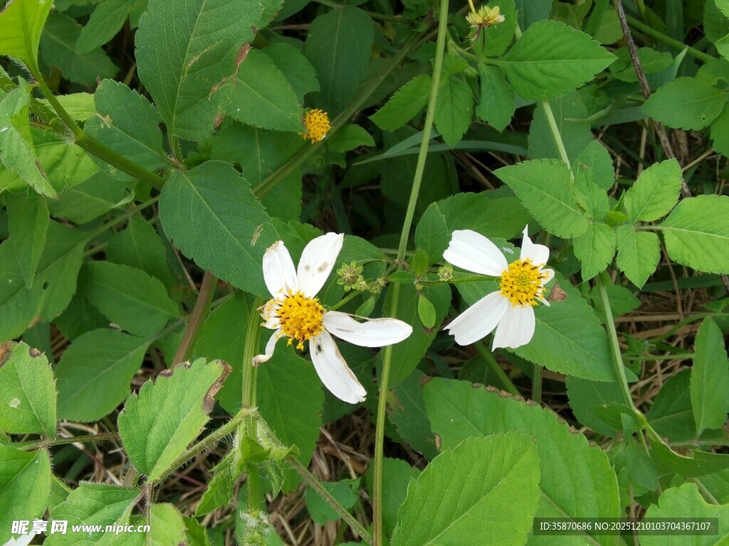 绿叶间的小白花