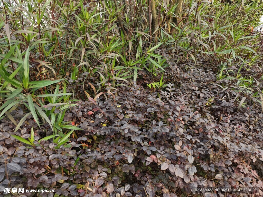 野外植物丛景观