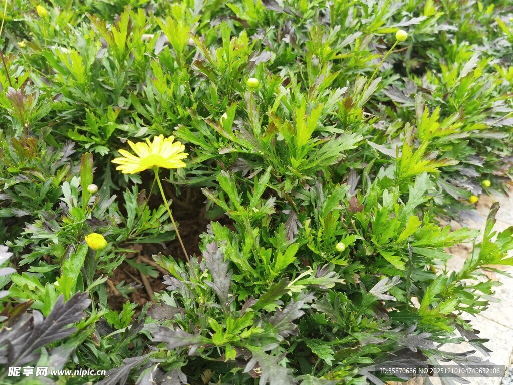 绿叶中绽放的黄色小花