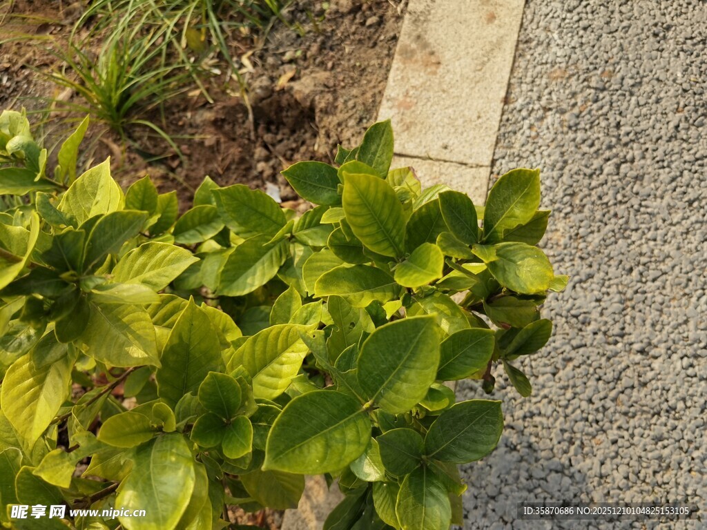 绿叶植物近景特写