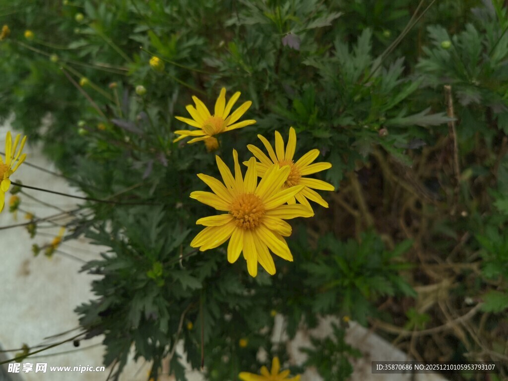 黄色小花绽放绿叶间