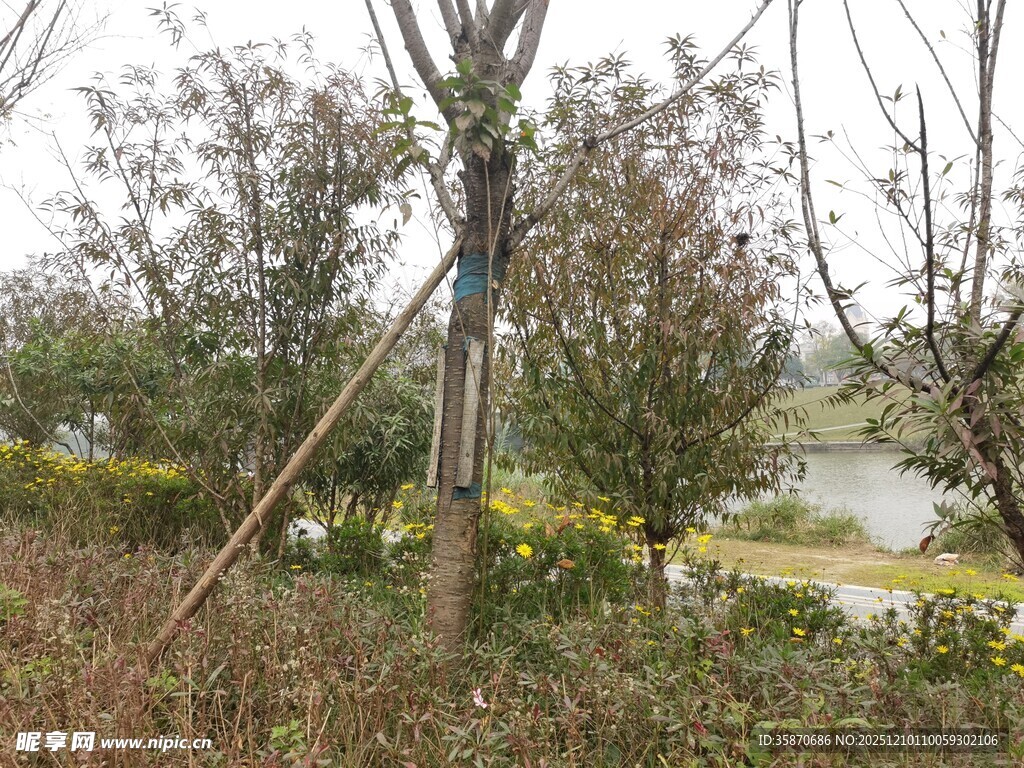 郊外树林边的自然景致