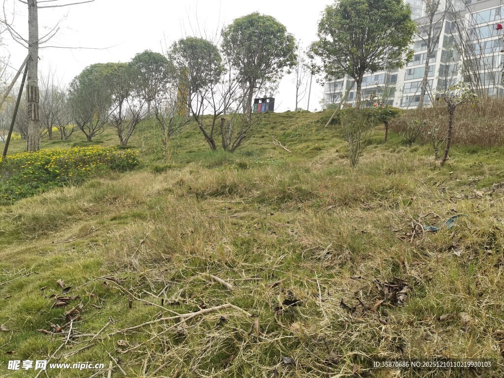 户外草地树木景观