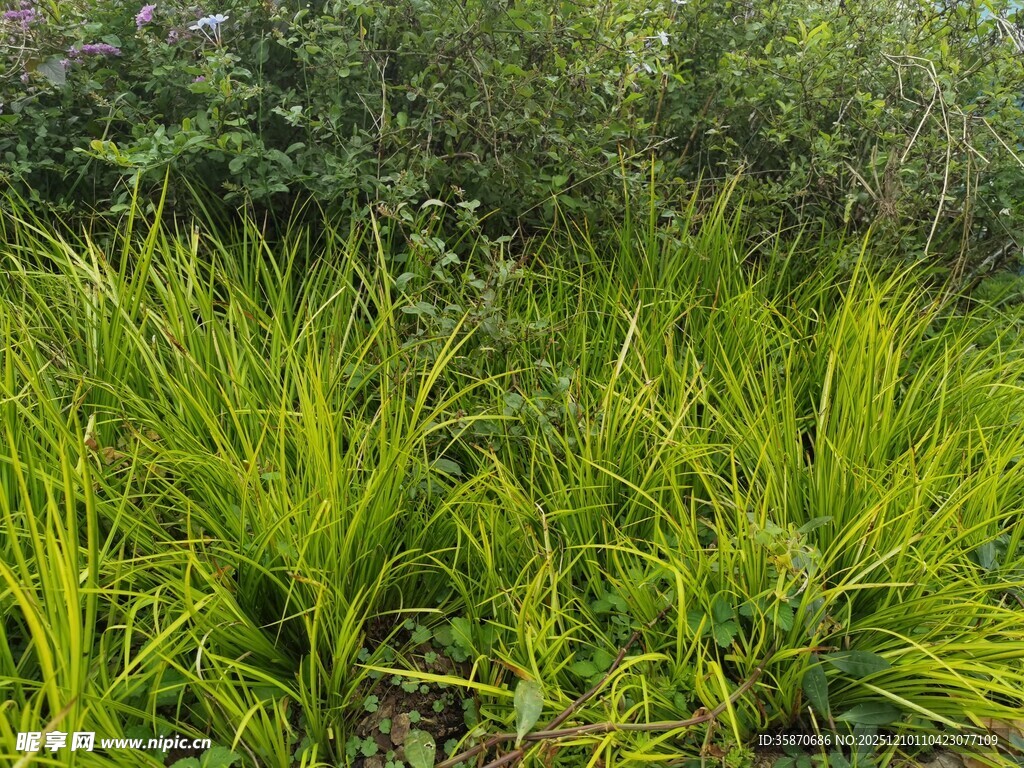 翠绿茂盛的野外草丛景观