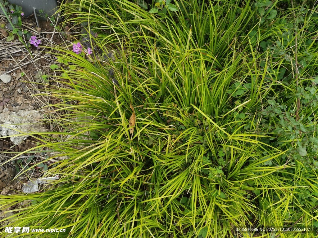 翠绿丛生的鲜嫩野草