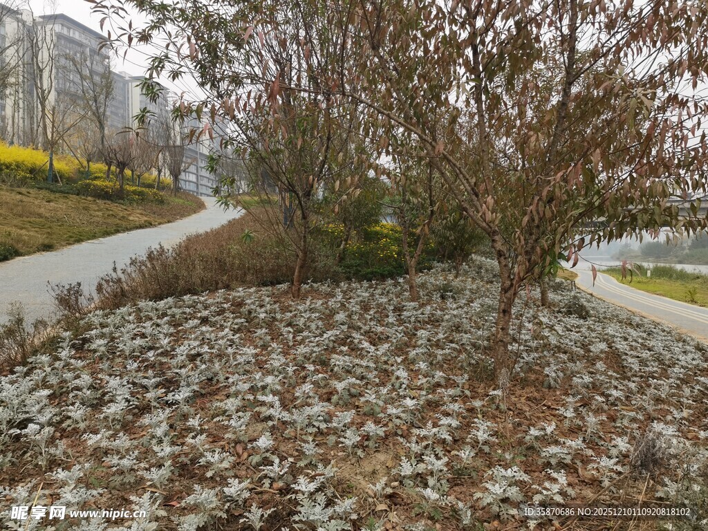 城市路边的绿植景观