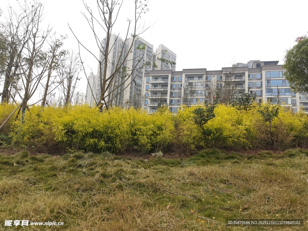 城市草地旁的繁茂黄色花丛