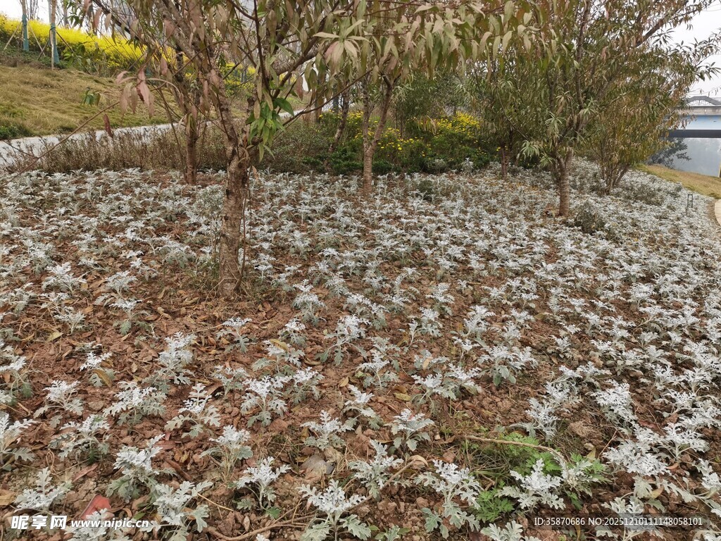 地面星状植物景观