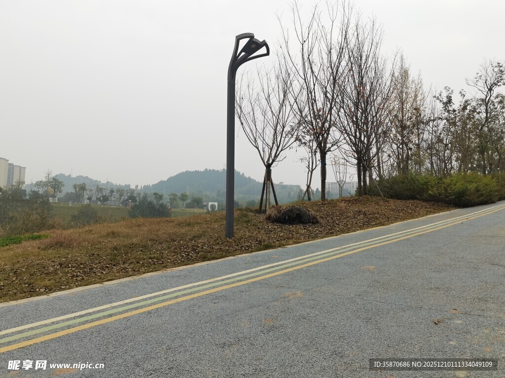 郊外公路旁的路灯与树木