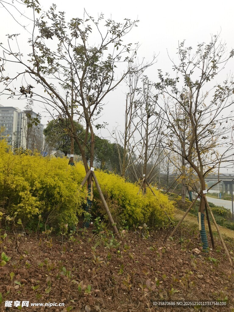 城市中的绿植景观