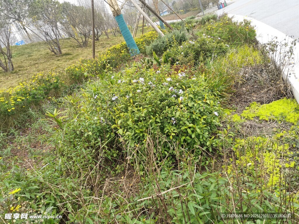 野外繁茂绿植景观