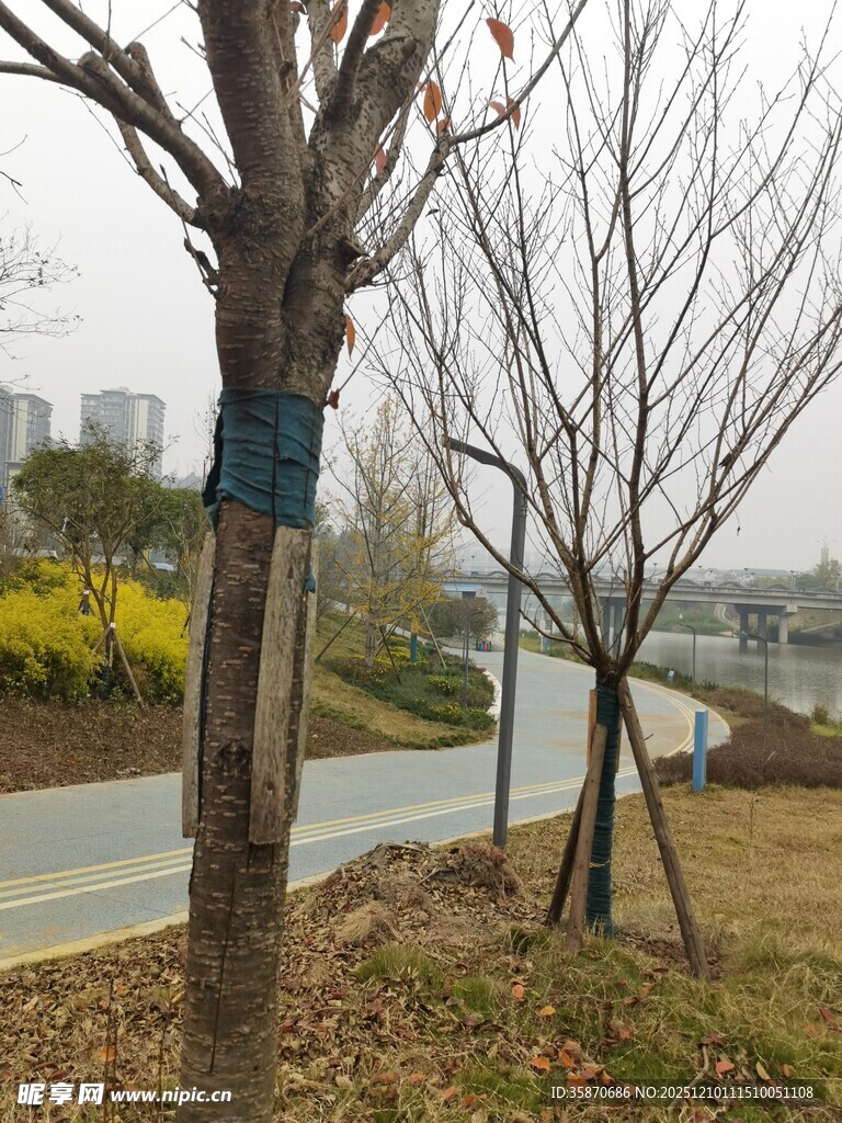 冬日路旁光秃树木景象