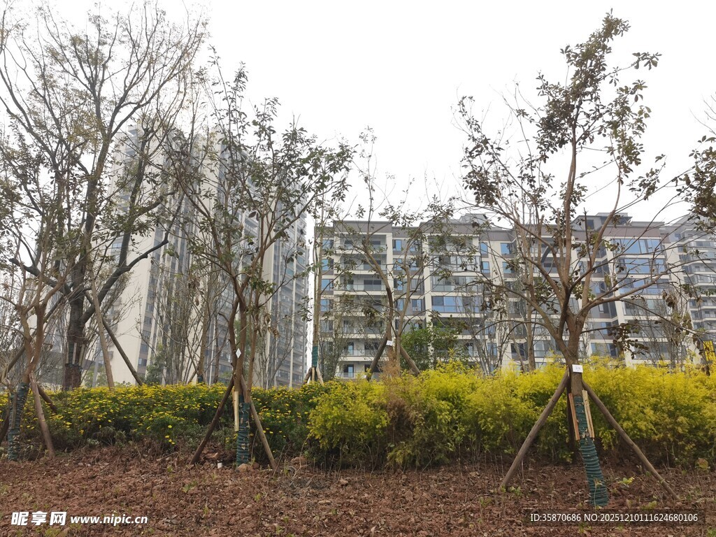 城市中树木与绿植景观