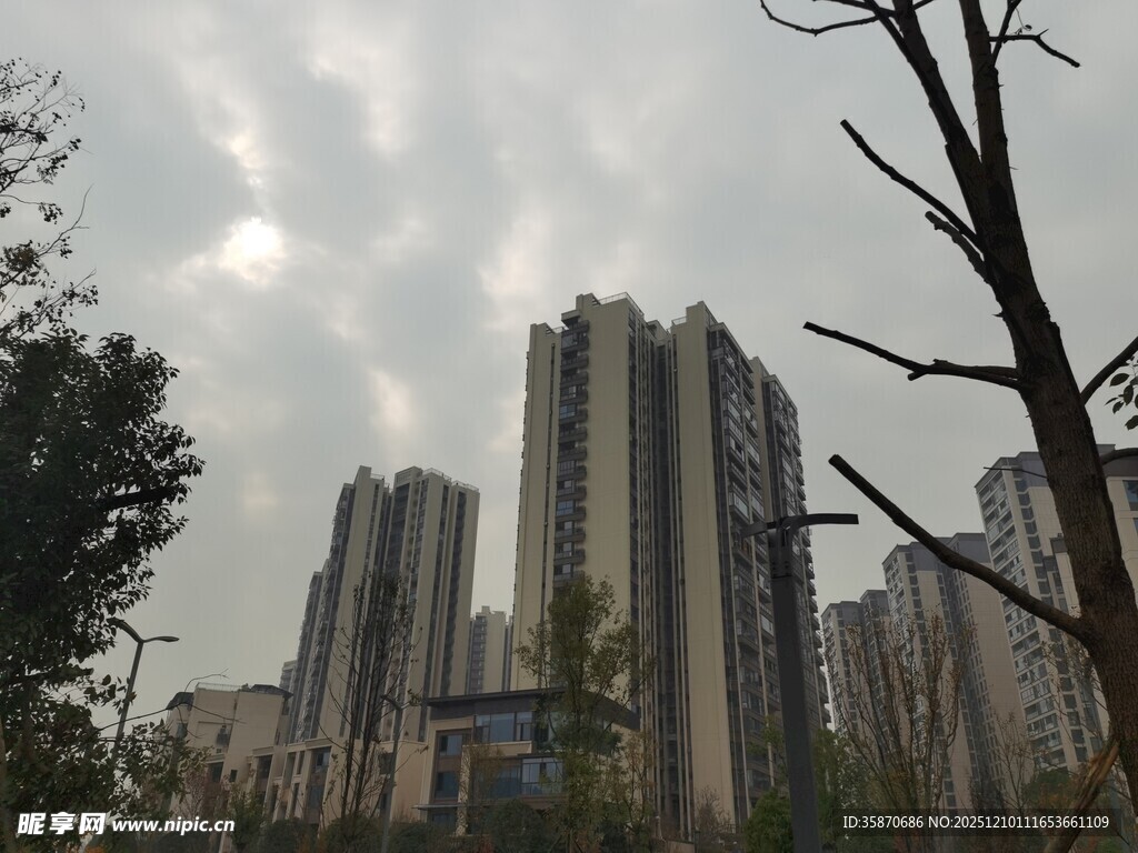 城市高楼与光秃树木景观