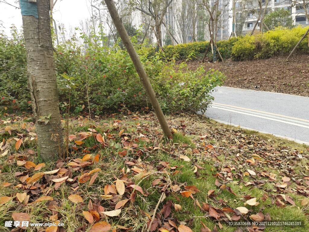 秋日林间小道落叶景致