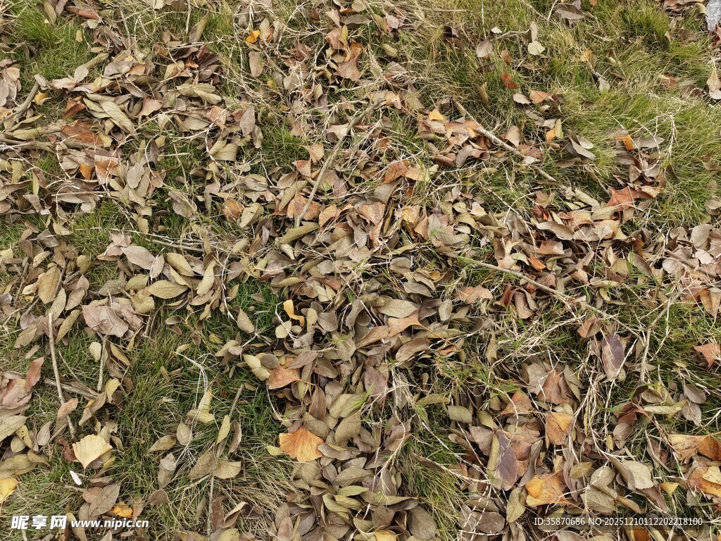 地面上的枯黄落叶