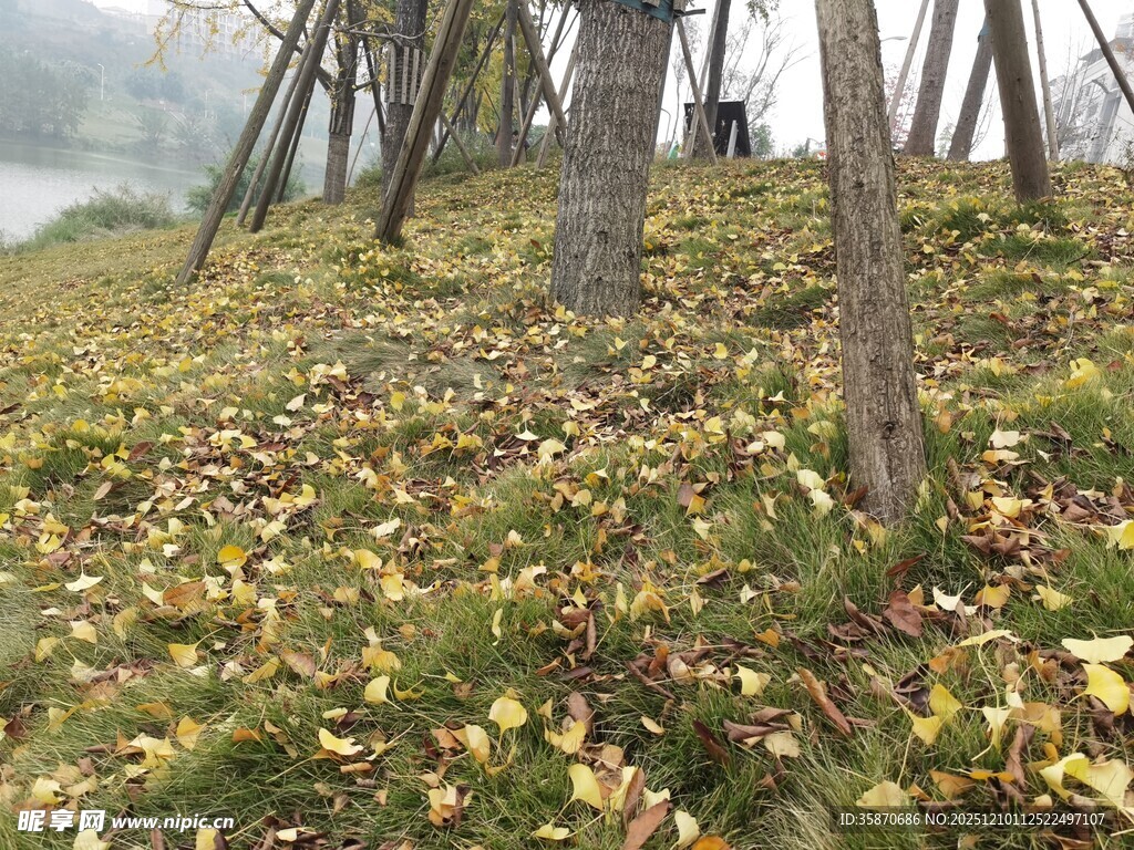 秋日林间落叶景致