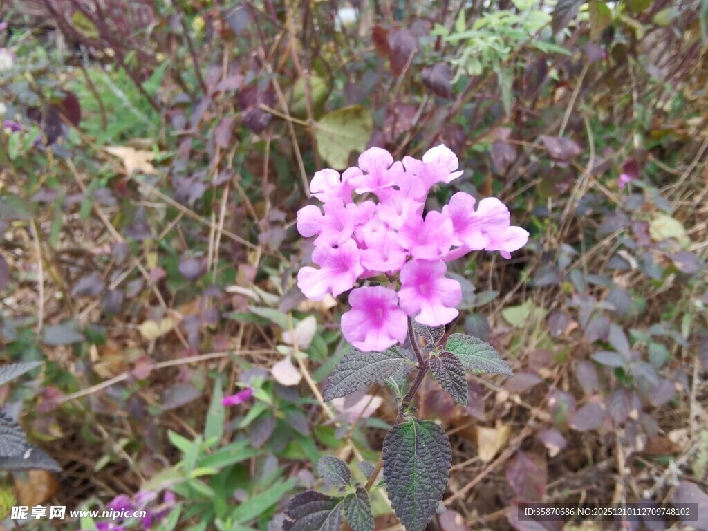 娇艳粉色小花绽放草丛中