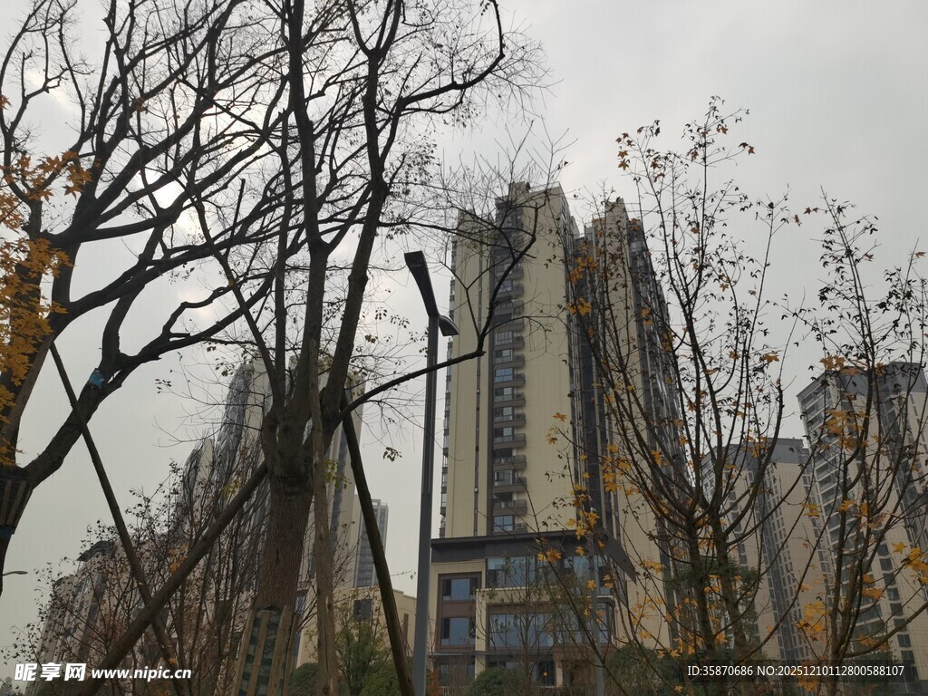 冬日城市中光秃树木与高楼