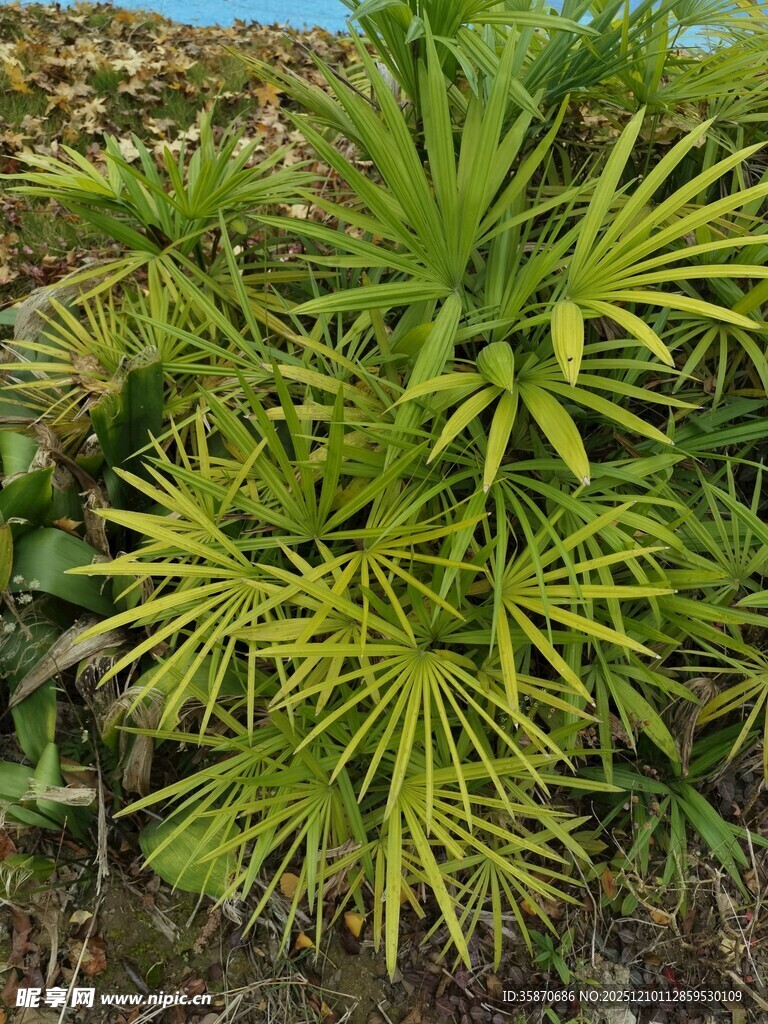 翠绿丛生的独特植物