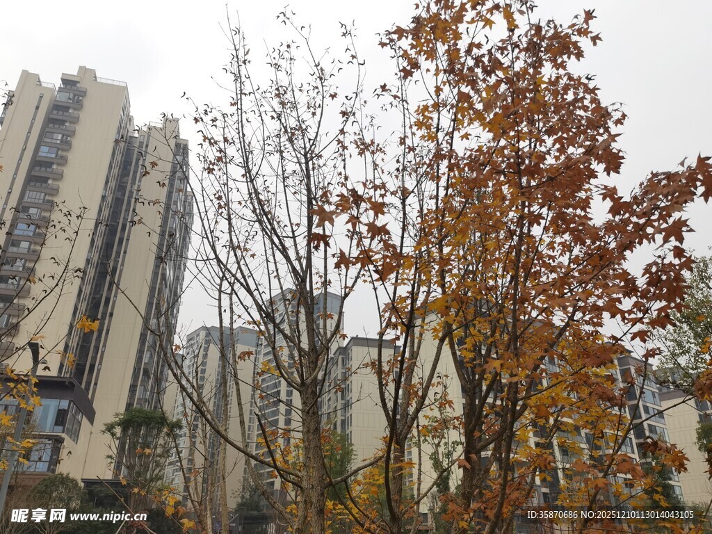 秋日城市中的树木景观