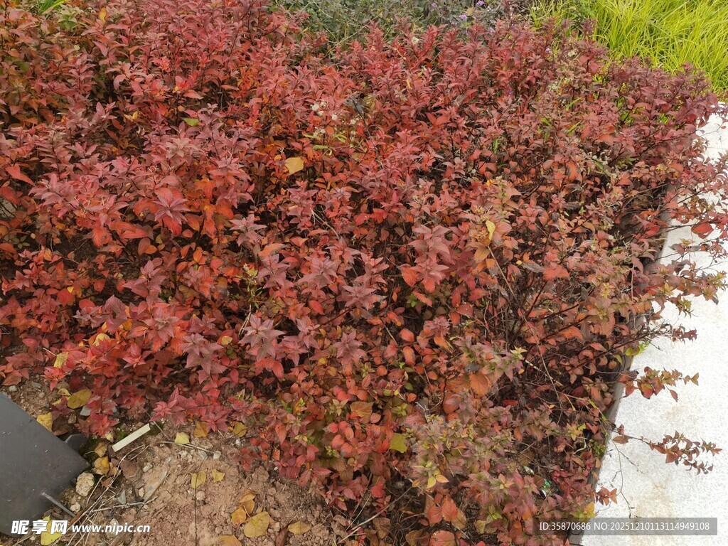 红叶灌木丛景观