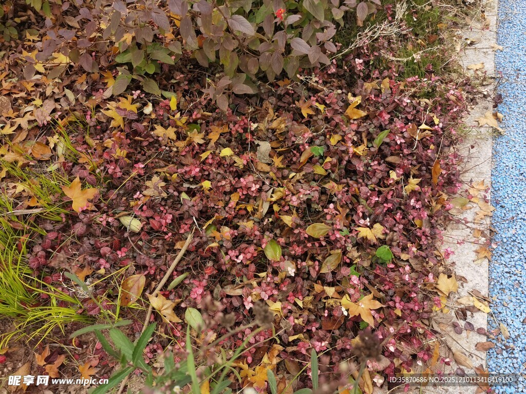 地面多彩落叶与浅色边缘