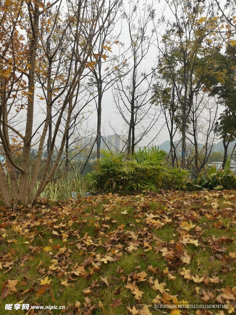 秋日落叶覆盖的林间景致