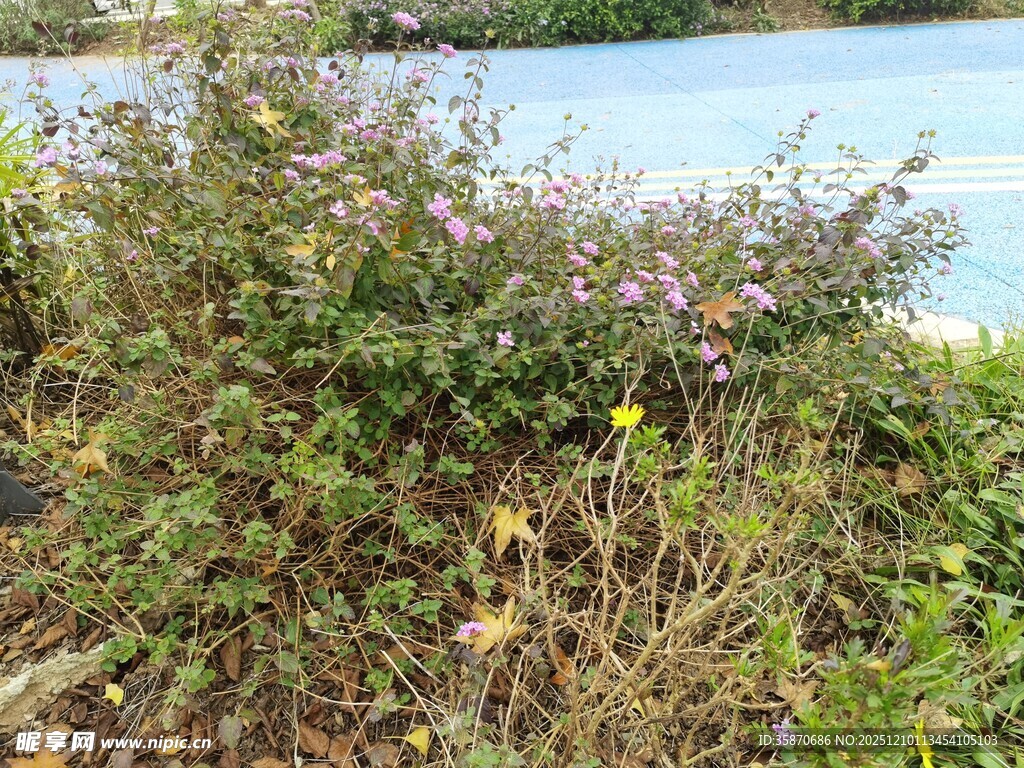 水边繁茂植物景观