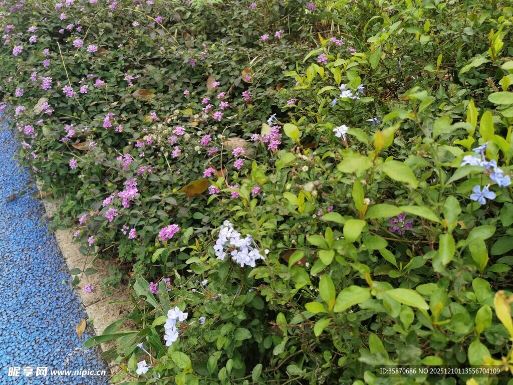 路边多彩花卉与绿植景观
