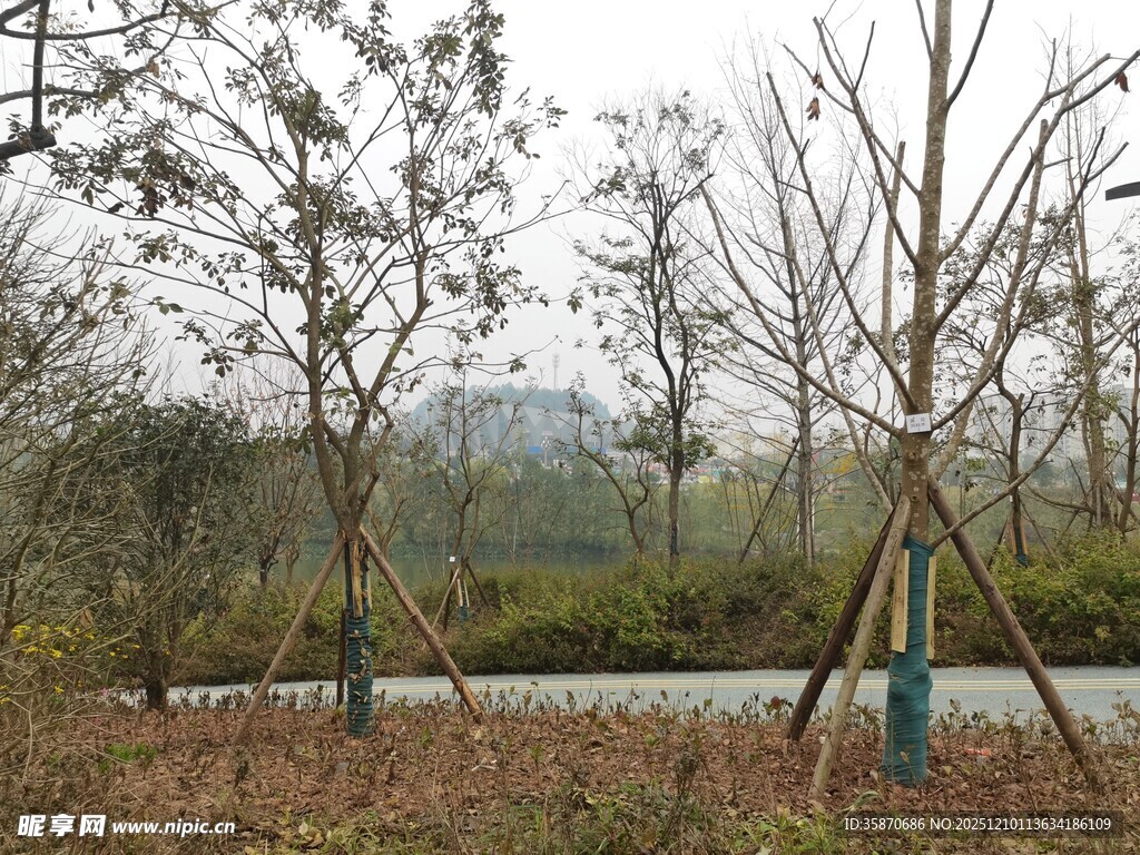 冬日郊野树林景观