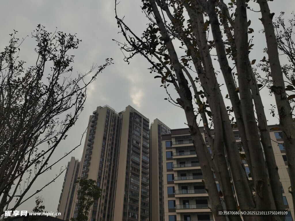 高楼旁的光秃树木景观