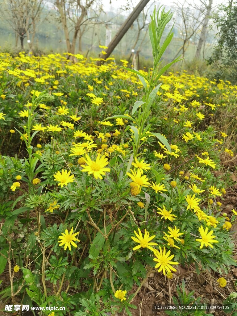 野地中的黄色小菊花绽放
