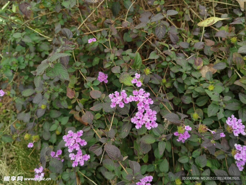 草丛中的粉色小花