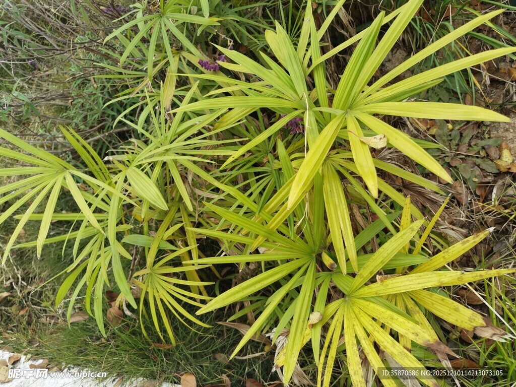 翠绿丛生的细长叶片植物