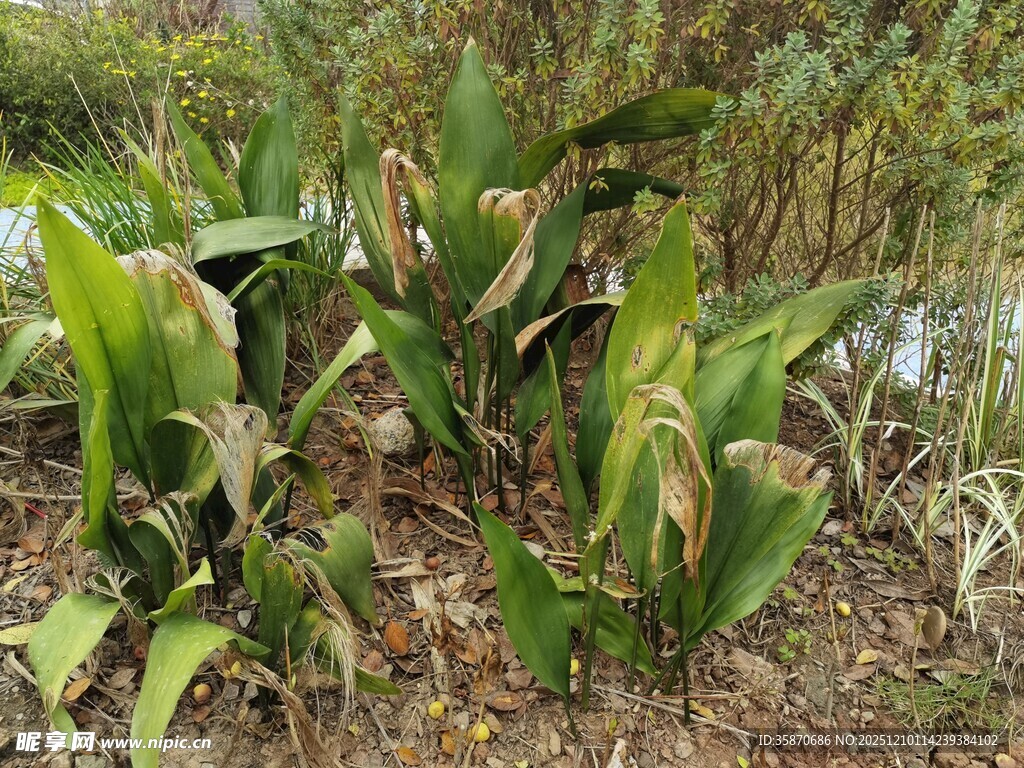 野外生长的绿色植物