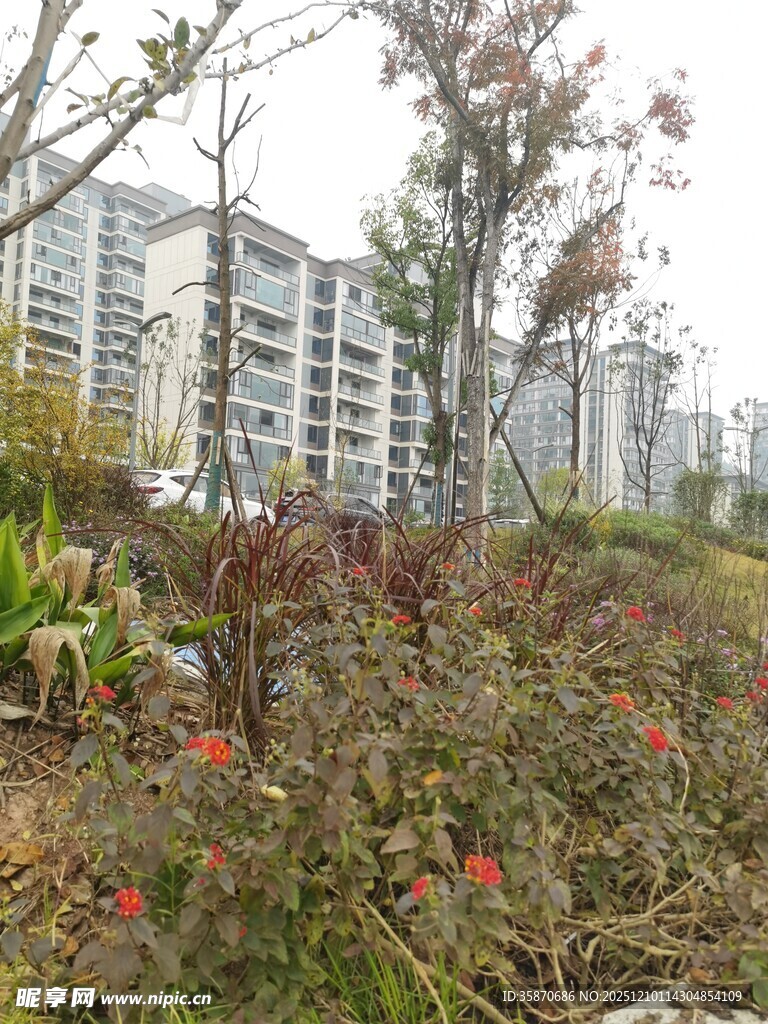 城市中的绿植景观