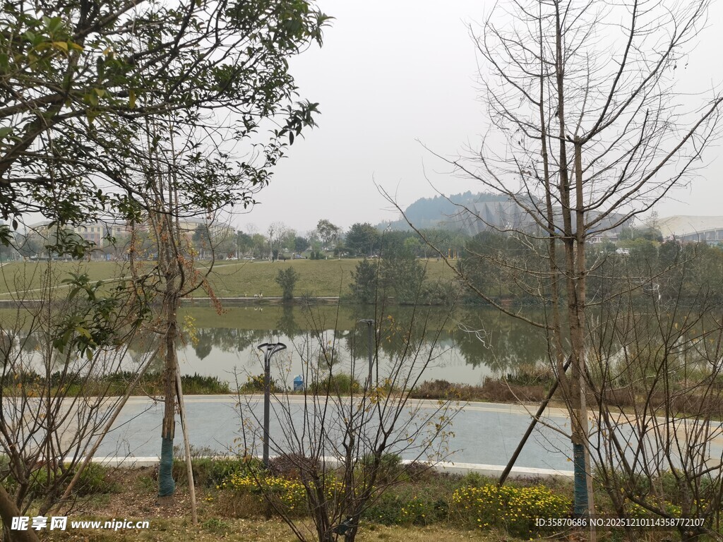 湖畔枯树环绕的宁静景致