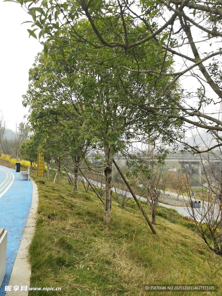 城市绿道旁的葱郁树木