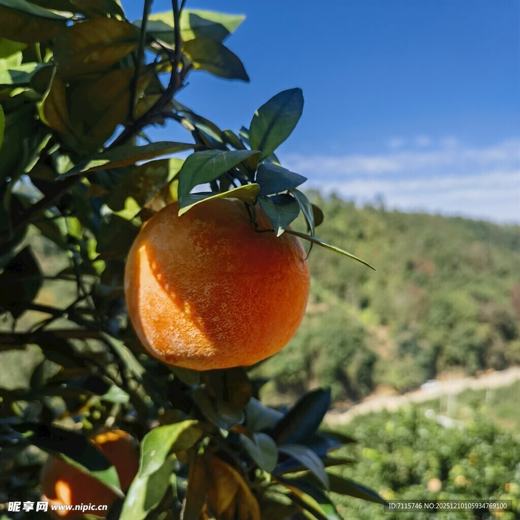 枝头饱满的橙色脐橙