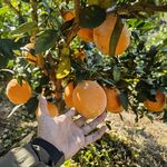 手触枝头饱满的橙色脐橙