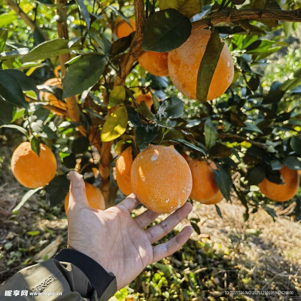 手触枝头饱满的橙色脐橙