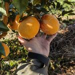 手捧树上成熟的新鲜脐橙