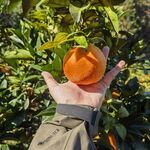 手捧饱满脐橙的田园景象