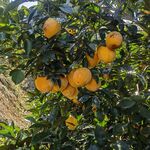 树上挂满金黄饱满的脐橙