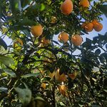 挂满果实的繁茂脐橙树