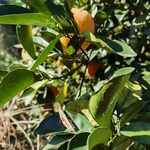 枝头挂满成熟的橙色脐橙