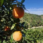 果园中挂满枝头的脐橙